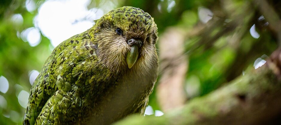 Kakapo Buster